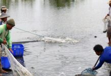 Lebih dari 240 ton udang kembali ke Indonesia pada bulan September karena masalah radiasi