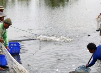 Lebih dari 240 ton udang kembali ke Indonesia pada bulan September karena masalah radiasi