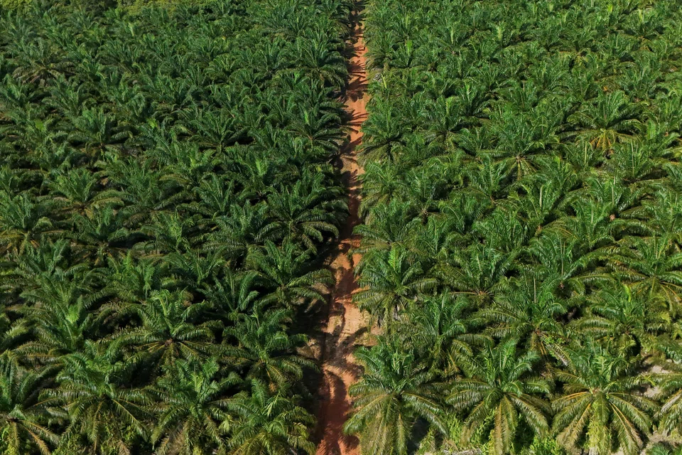 Indonesia, produsen minyak sawit terbesar di dunia, memiliki total 16,8 juta hektar perkebunan kelapa sawit.