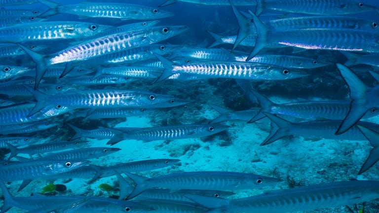 Barakuda berenang di lokasi penyelaman Nudi Rock di Raja...