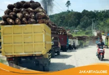 Mesir Ingin Aliran Minyak Sawit Stabil dalam Satu Pintu Ekspor Indonesia