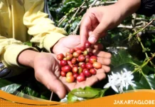 Indonesia Targetkan Ekspor Kopi $5,5 Miliar